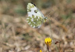 Yeni Beneklimelek (Pontia edusa)