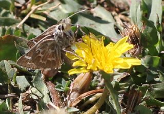 Gm Benekli Zpzp (Hesperia comma)