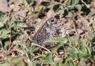 Anadolu Kzlmelei (Hipparchia pellucida)