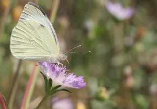 Byk Beyazmelek  (Pieris brassicae)