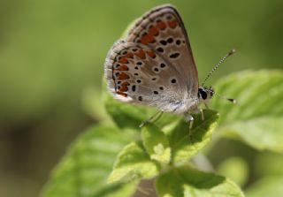 okgzl Esmer (Aricia agestis)