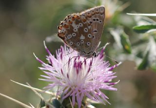 okgzl Gk Mavisi (Polyommatus bellargus)