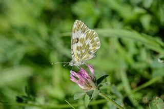 Yeni Beneklimelek (Pontia edusa)