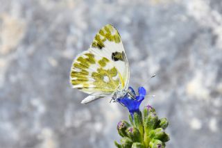 Yeni Beneklimelek (Pontia edusa)