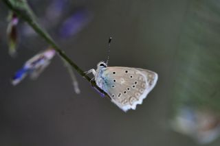 okgzl Dafnis (Polyommatus daphnis)