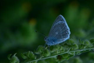 �okg�zl� Dafnis&nbsp;(Polyommatus&nbsp;daphnis)