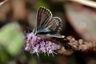 okgzl Dafnis (Polyommatus daphnis)