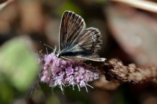 okgzl Dafnis (Polyommatus daphnis)