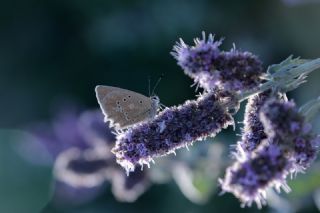 okgzl Dafnis (Polyommatus daphnis)