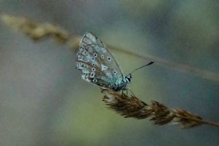 okgzl Dafnis (Polyommatus daphnis)