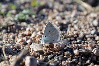 okgzl Dafnis (Polyommatus daphnis)