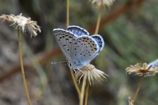 Himalaya Mavisi&nbsp;(Pseudophilotes&nbsp;vicrama)