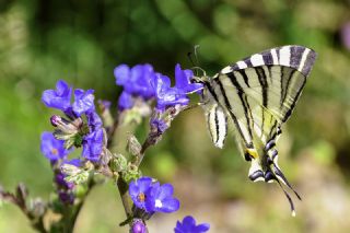 Erik Krlangkuyruk (Iphiclides podalirius)