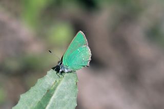 Zmrt (Callophrys rubi)