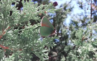 Zmrt (Callophrys rubi)