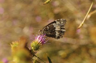 Kara Murat (Brintesia  circe)