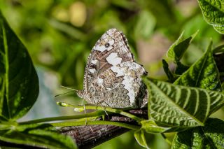 Kara Murat (Brintesia  circe)