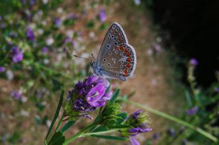 okgzl Meneke Mavisi (Polyommatus thersites)