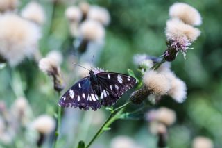 Akdeniz Hanmeli Kelebei (Limenitis reducta)