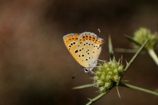 Kk Ate Gzeli (Lycaena thersamon)