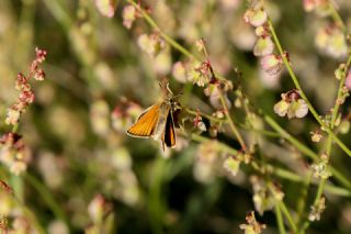 Sar Antenli Zpzp (Thymelicus sylvestris)