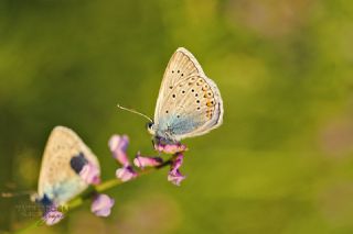 okgzl Amanda (Polyommatus amandus)