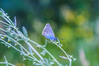 okgzl Amanda (Polyommatus amandus)