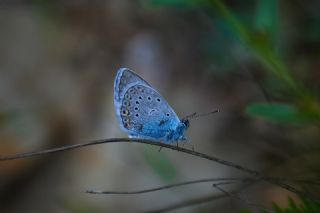 okgzl Amanda (Polyommatus amandus)