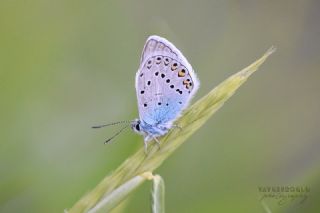 okgzl Amanda (Polyommatus amandus)