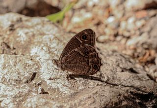 Beyaz Bandl Karamelek (Hipparchia parisatis)