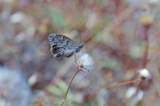 Aa Karamelei (Hipparchia statilinus)