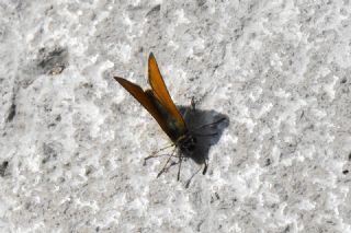 Siyah Antenli Zpzp (Thymelicus lineolus)