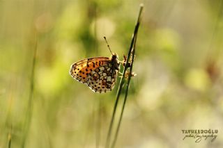 ift Noktal Brentis (Brenthis hecate)