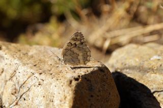 Anadolu Melikesi (Melanargia larissa)