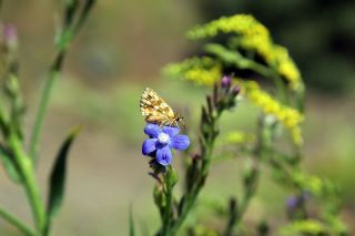 Kzl Zpzp (Spialia orbifer)