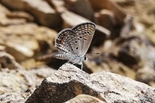 Mcevher Kelebei (Chilades trochylus)