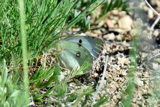 G�zel Azamet&nbsp;(Colias&nbsp;alfacariensis)