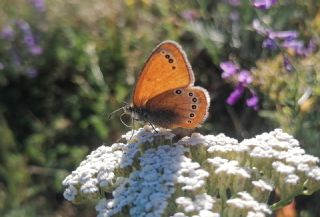 Rus Z�pz�p Perisi&nbsp;(Coenonympha&nbsp;leander)