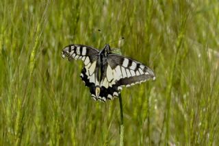 Krlangkuyruk (Papilio machaon)