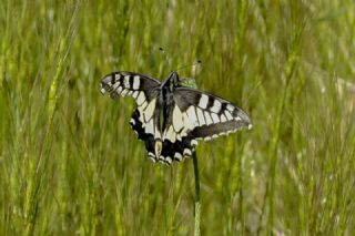 Krlangkuyruk (Papilio machaon)