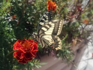 Krlangkuyruk (Papilio machaon)