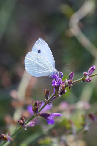 Yalanc� Beyazmelek&nbsp;(Pieris&nbsp;pseudorapae)