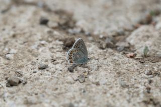 Anadolu Esmergz (Plebejus modicus)