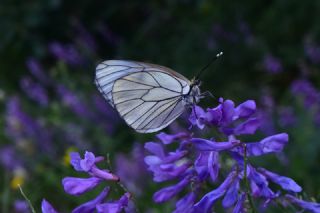 Al�� Beyaz�&nbsp;(Aporia&nbsp;crataegi)