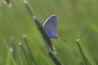 �okg�zl� G�zel Mavi&nbsp;(Polyommatus&nbsp;bellis)