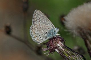 okgzl Mavi (Polyommatus icarus)