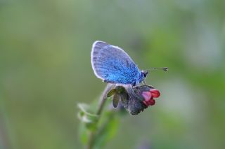 �okg�zl� Rus Mavisi&nbsp;(Polyommatus&nbsp;coelestina)