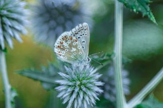 okgzl Yalanc illi Mavi (Polyommatus corydonius)