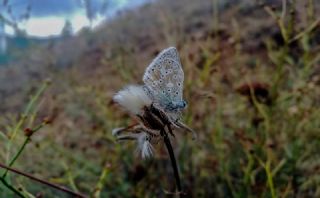 okgzl Yalanc illi Mavi (Polyommatus corydonius)