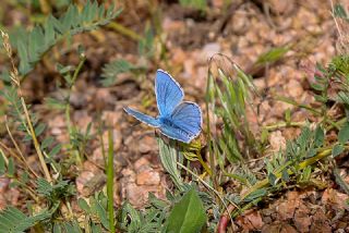 okgzl Yalanc illi Mavi (Polyommatus corydonius)